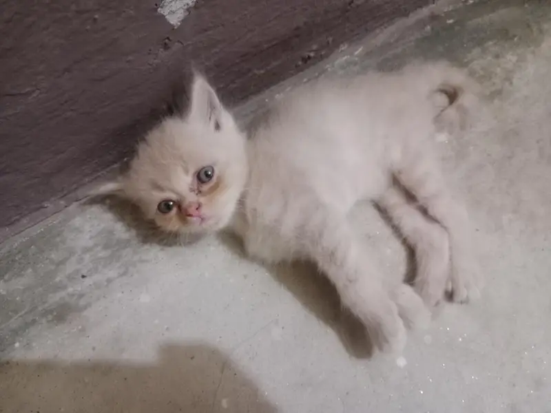 Persian cats — photo 6