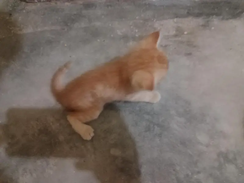 Persian cats — photo 7