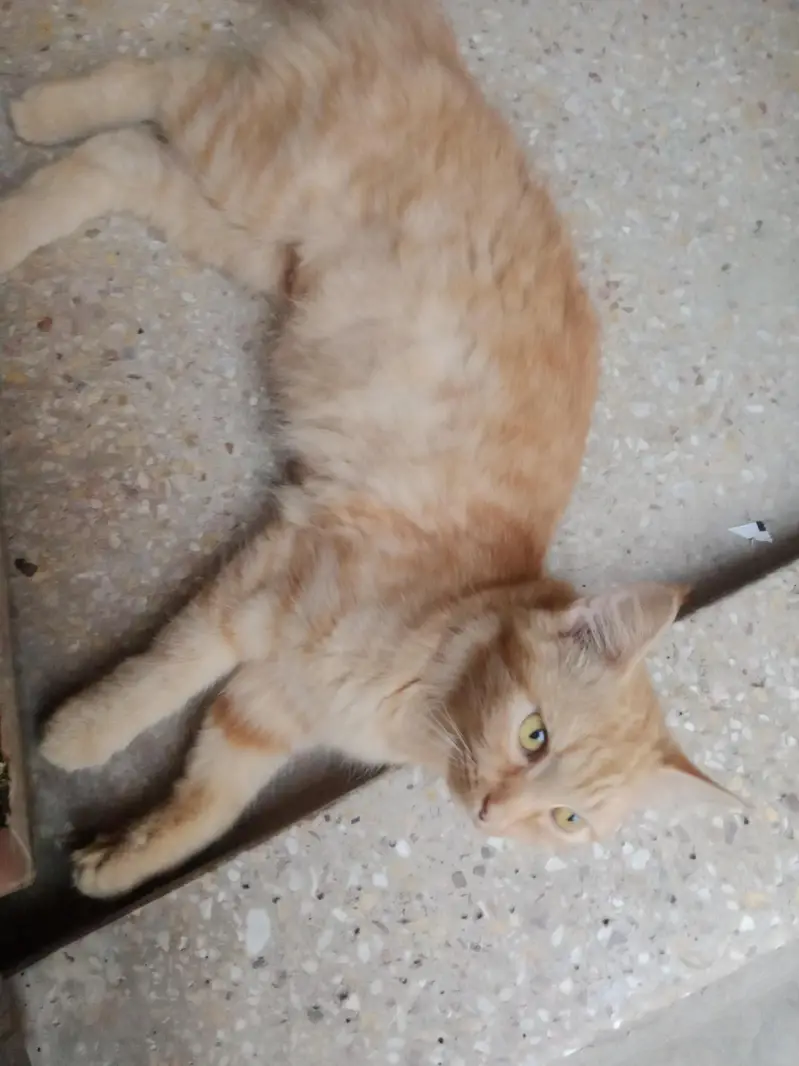 Persian cats — photo 8