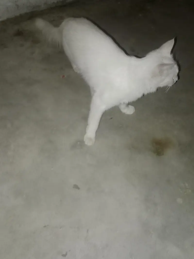 Persian cats — photo 9