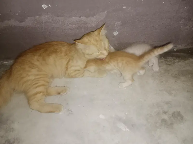 Persian cats — photo 10