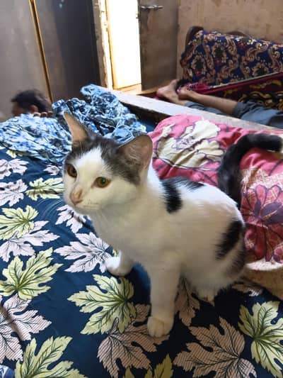 cat for sale