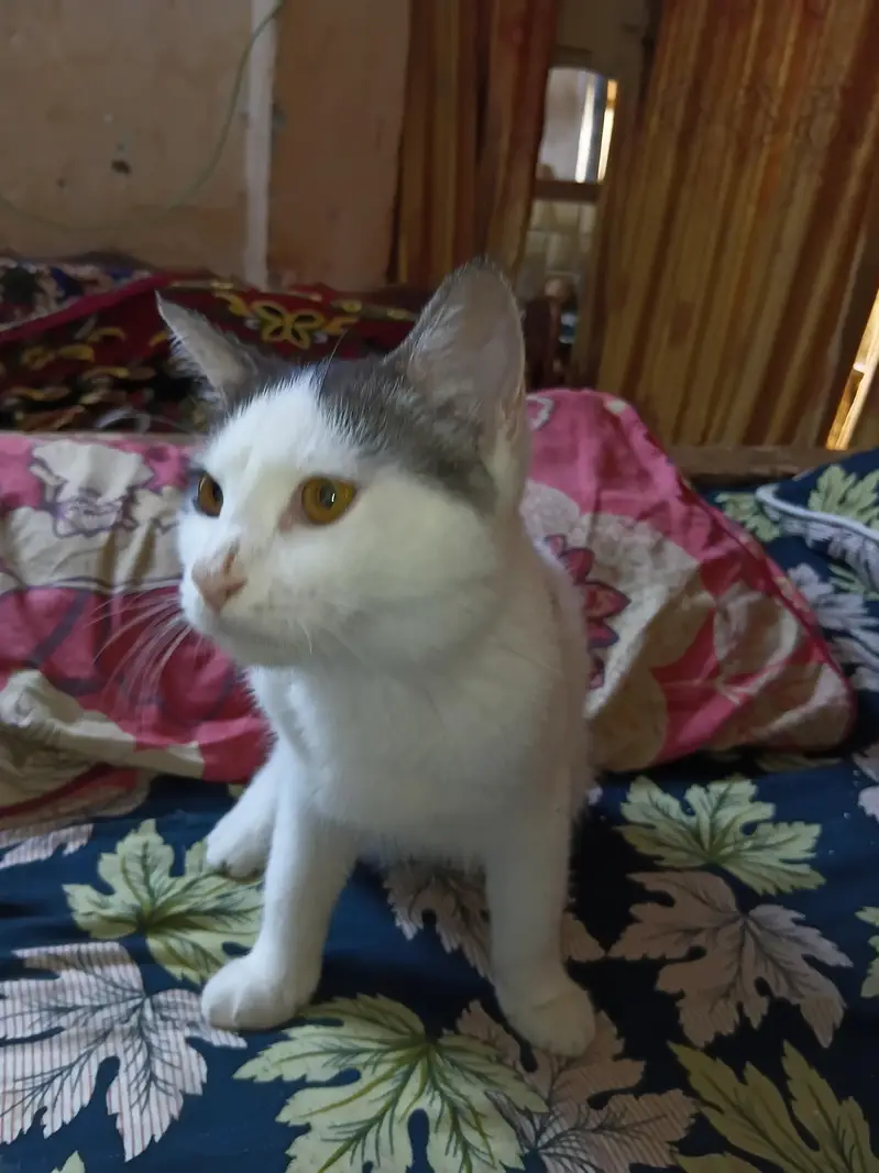 cat for sale — photo 2