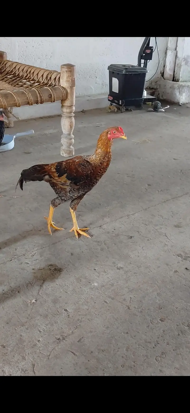 Pure Miawali Lakha Aseel patha(5 months old], high standing and active