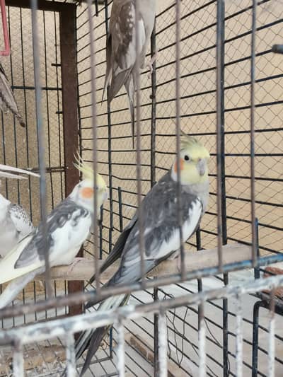 2 cockatiel male for sale healthy and active