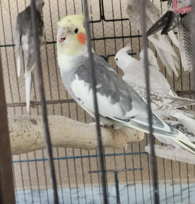 2 cockatiel male for sale healthy and active — photo 2