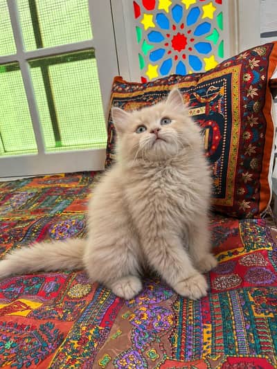 Mixed British Longhair