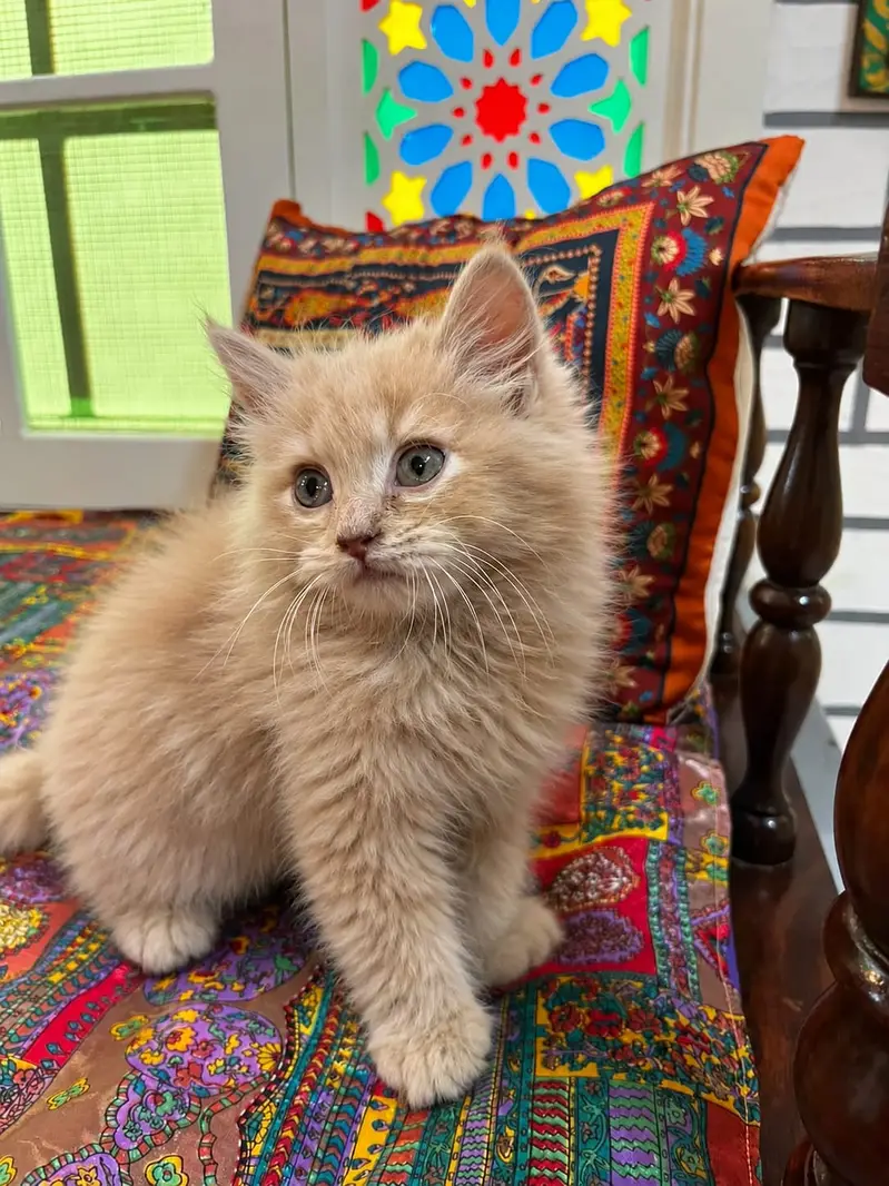 Mixed British Longhair — photo 2