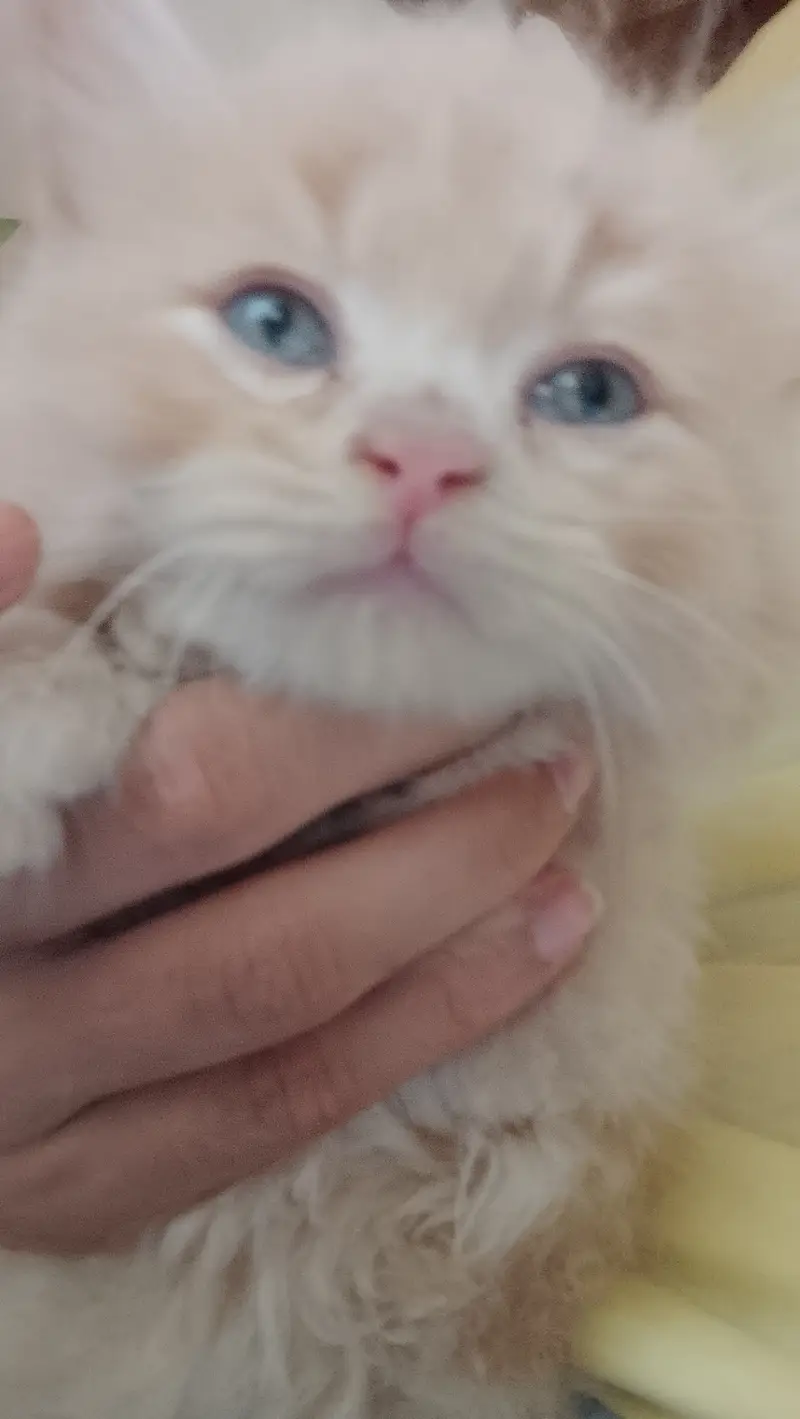 Mixed British Longhair — photo 3