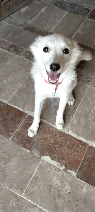 VIP Security Dog For Sale - White Rushin Type Guard Dog