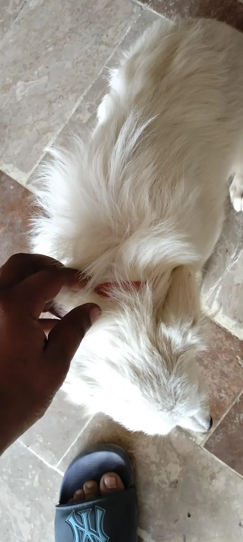 VIP Security Dog For Sale - White Rushin Type Guard Dog — photo 2