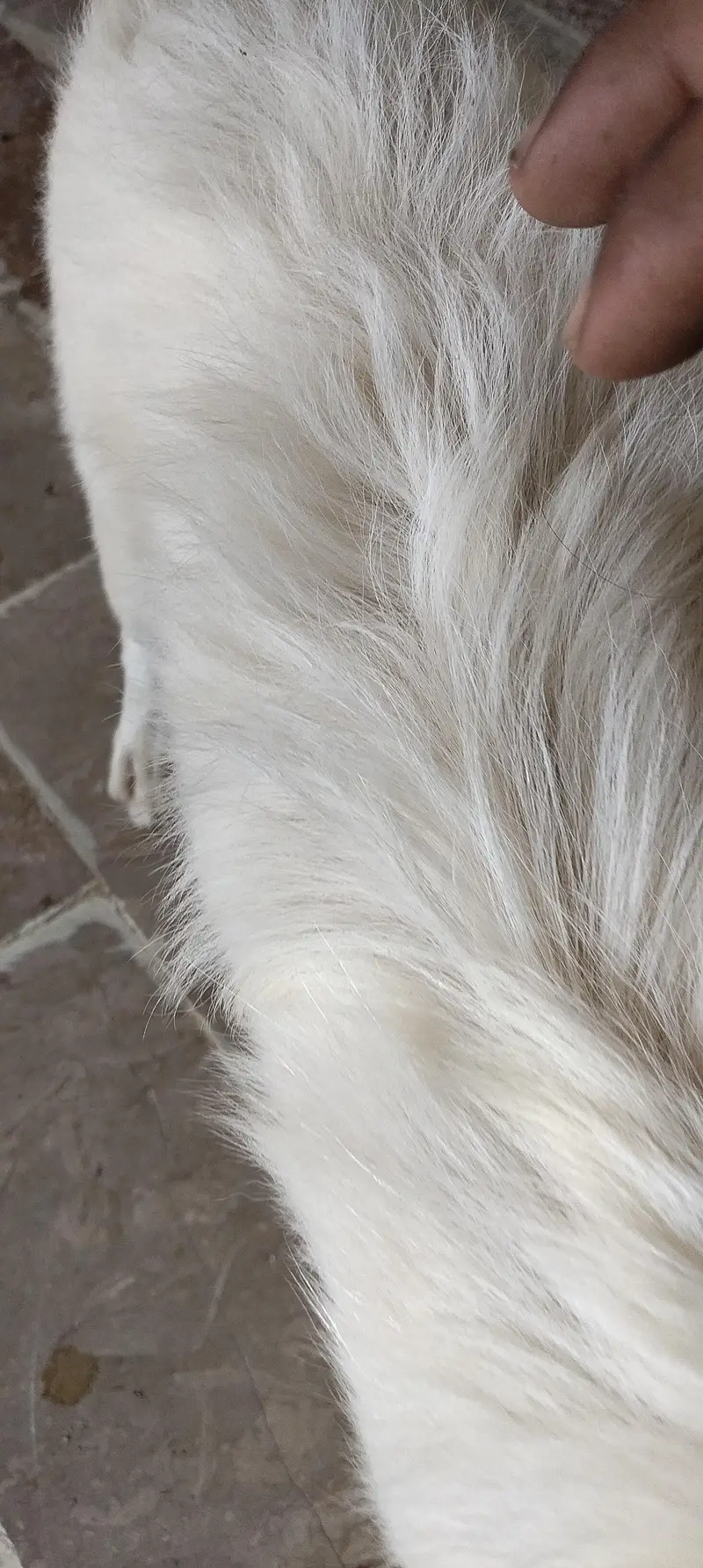 VIP Security Dog For Sale - White Rushin Type Guard Dog — photo 3