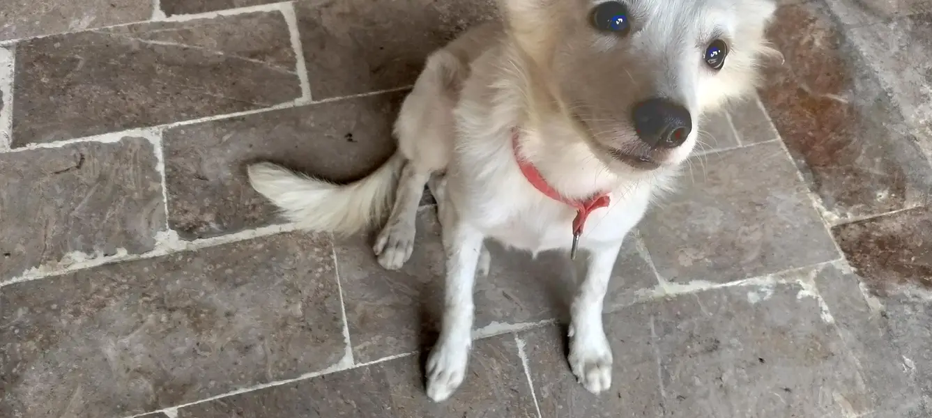 VIP Security Dog For Sale - White Rushin Type Guard Dog — photo 4