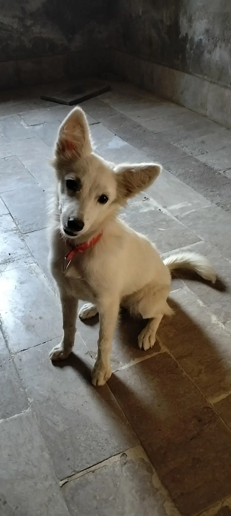 VIP Security Dog For Sale - White Rushin Type Guard Dog — photo 5