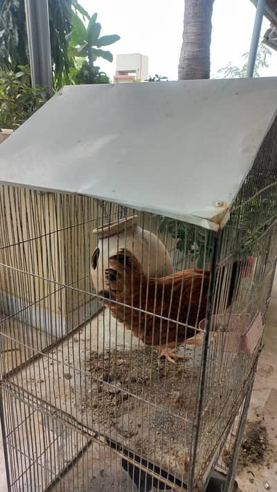lohman brown male ,female available