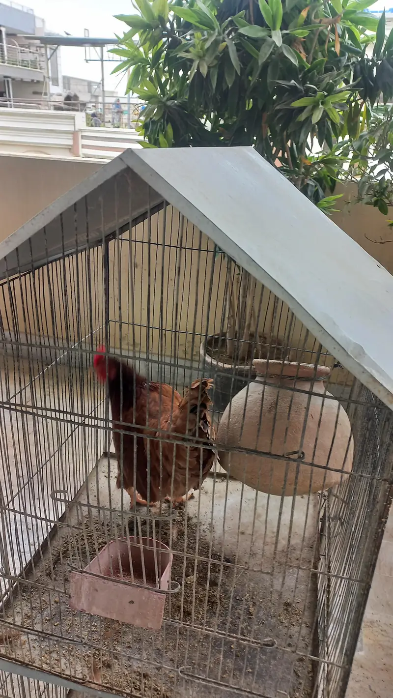lohman brown male ,female available — photo 3