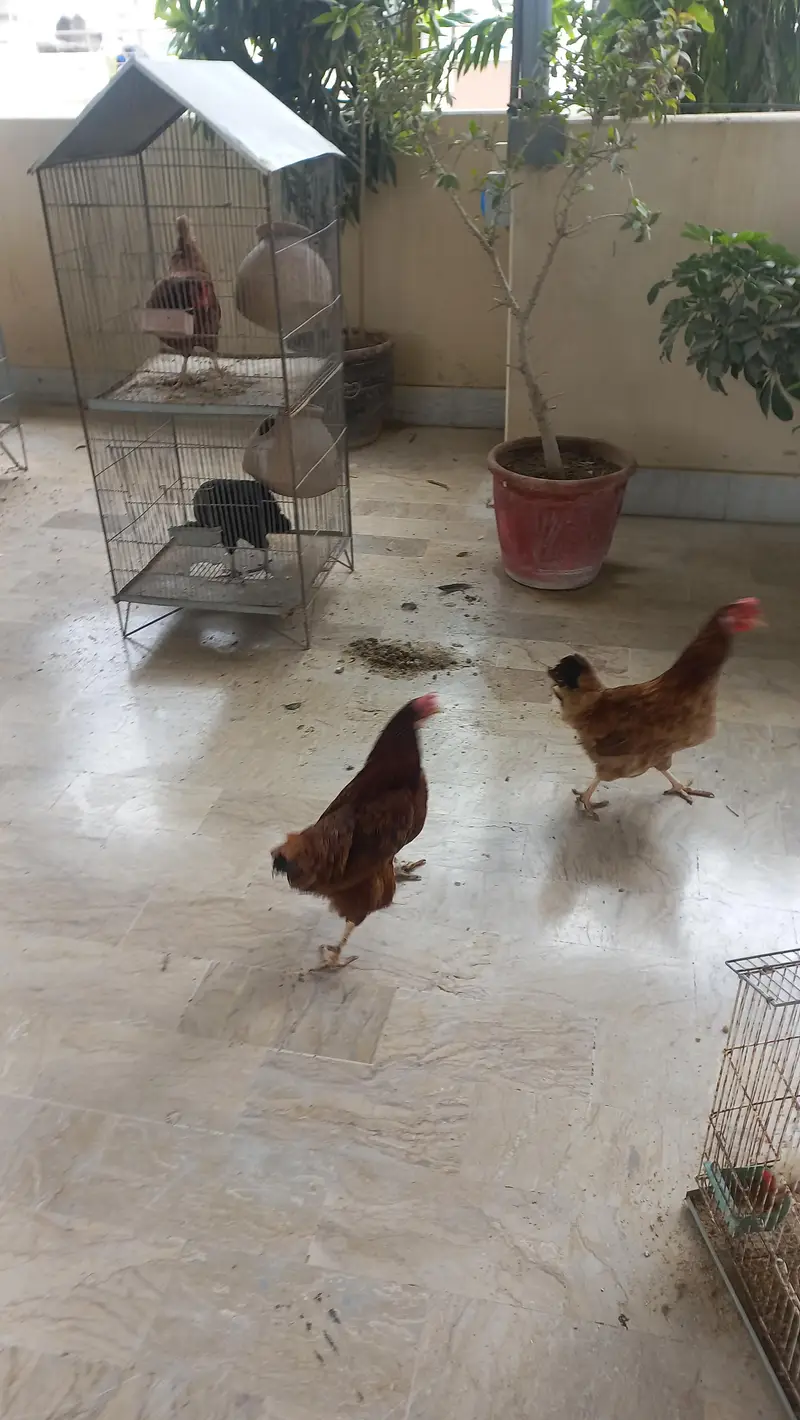 lohman brown male ,female available — photo 5