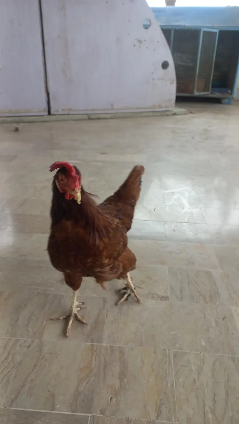 lohman brown male ,female available — photo 8