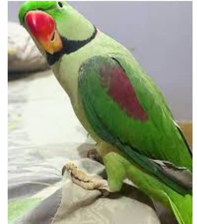 Shoulder tame talking Male 03204590697