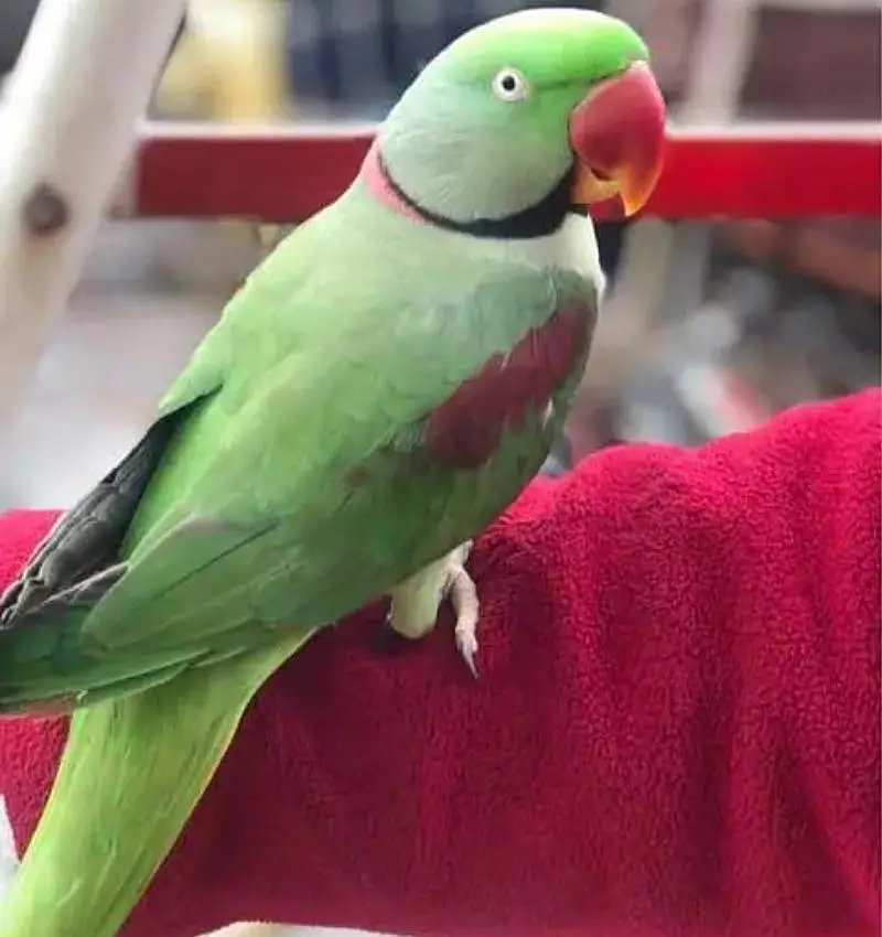 Shoulder tame talking Male 03204590697 — photo 2