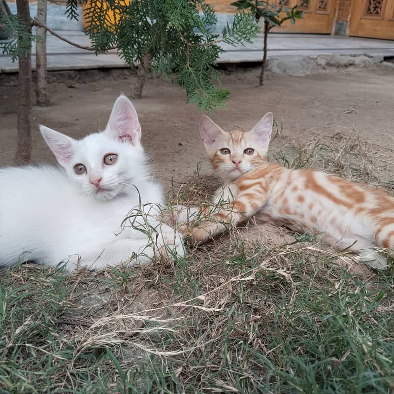 خوبصورت مدر کیٹ اور 2 بچے براۓ فروخت 2