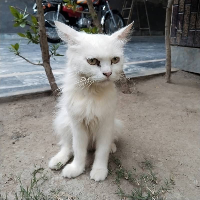خوبصورت مدر کیٹ اور 2 بچے براۓ فروخت 3
