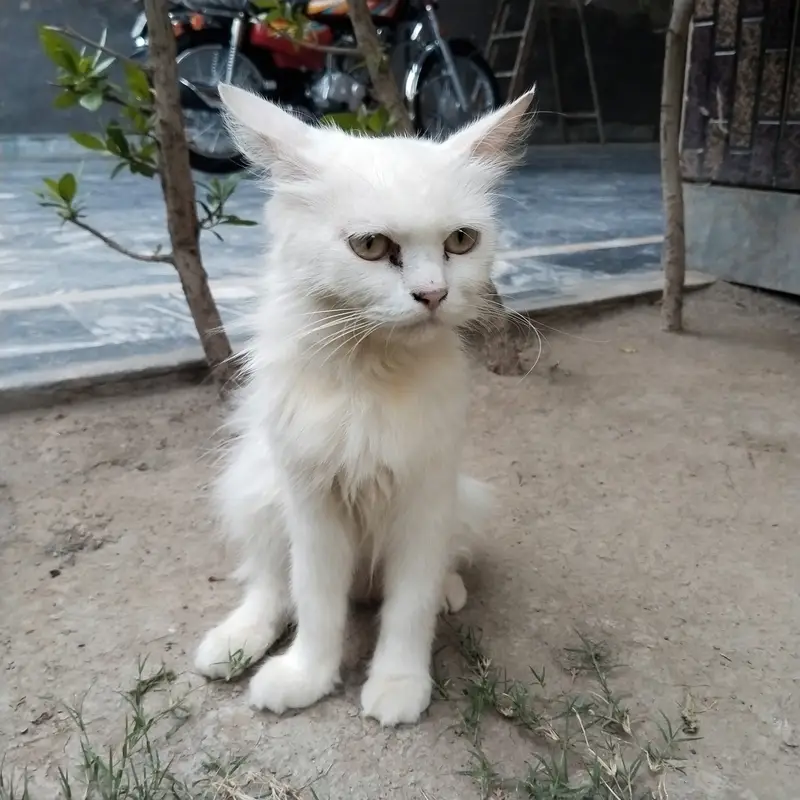 خوبصورت مدر کیٹ اور 2 بچے براۓ فروخت — photo 4