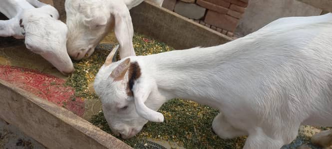 Rajan pori goats pure