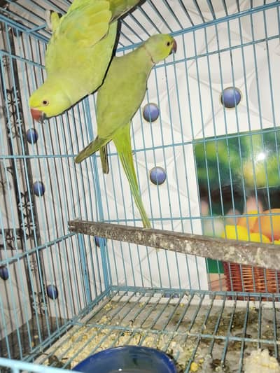 PAIR FOR SALE