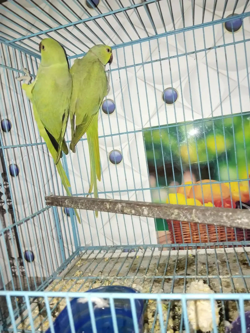 PAIR FOR SALE — photo 4