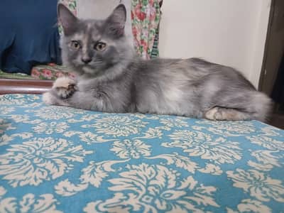 Persian kitten pair