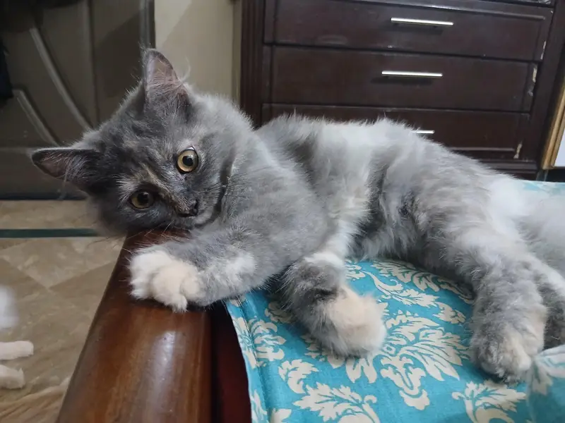 Persian kitten pair — photo 2