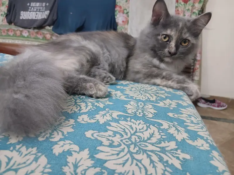 Persian kitten pair — photo 3