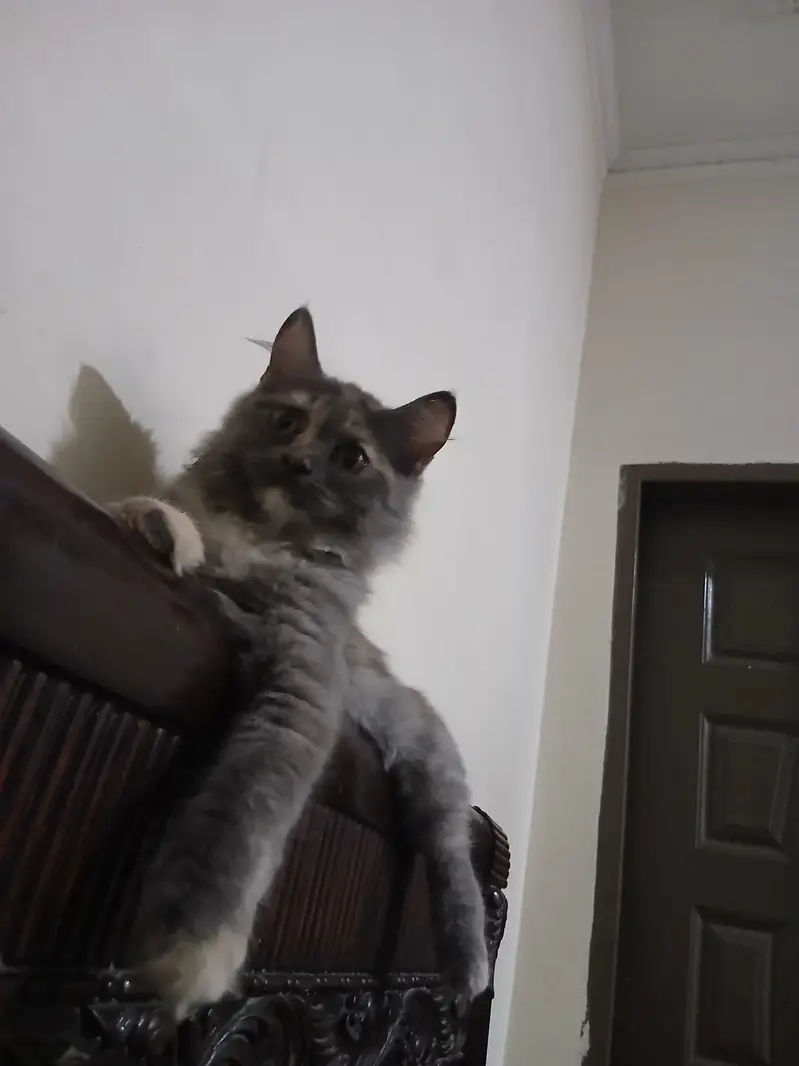 Persian kitten pair — photo 4