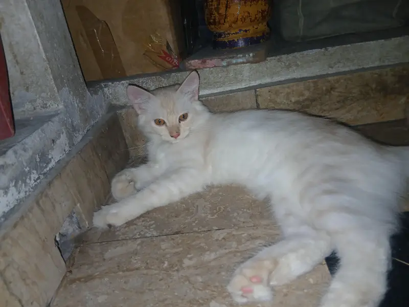 Persian kitten pair — photo 5