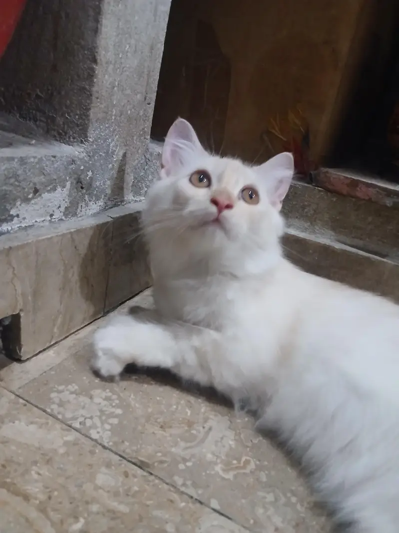 Persian kitten pair — photo 6