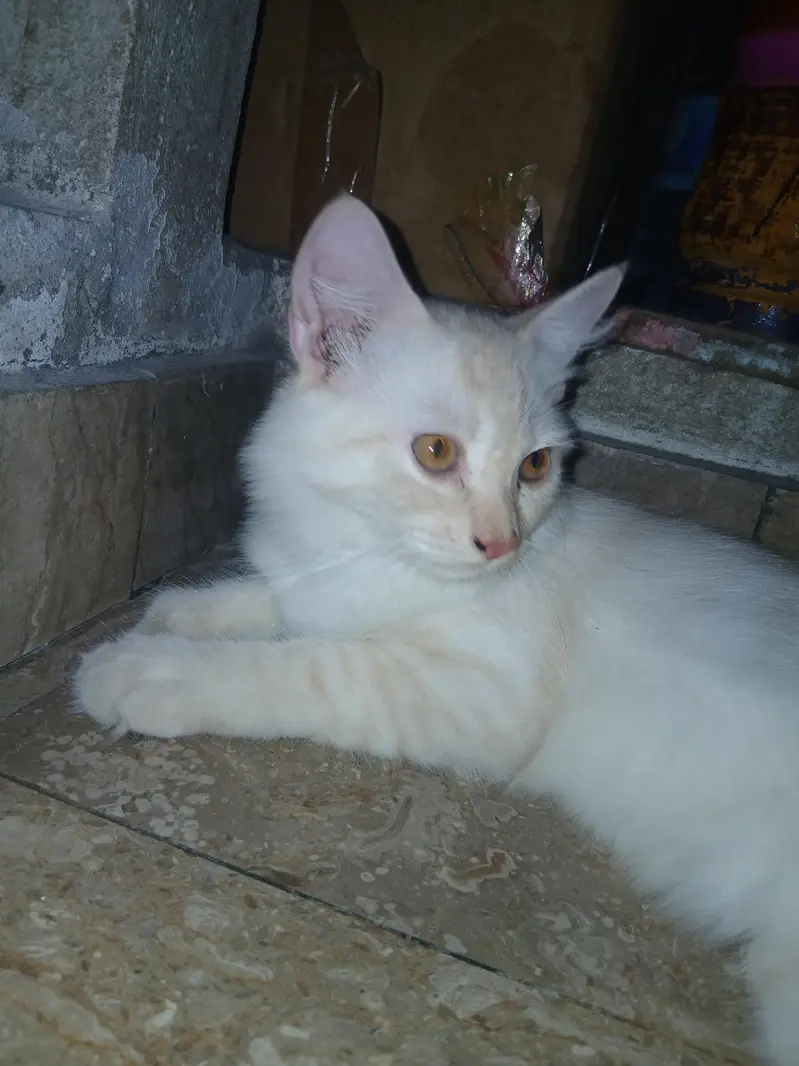 Persian kitten pair — photo 7