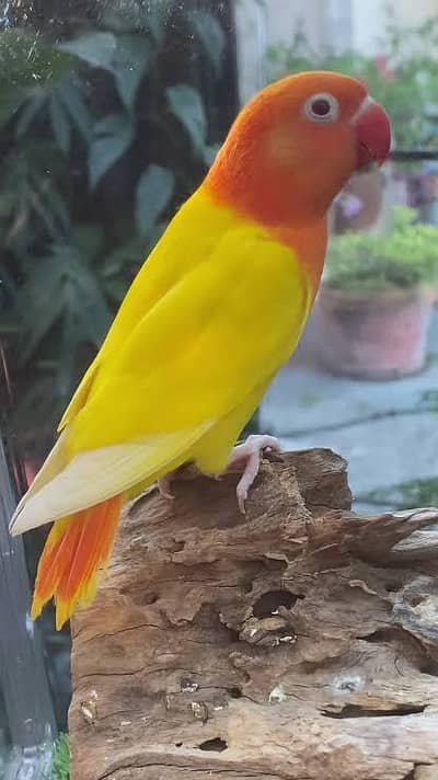 9 lovebirds breeder pair with eggs for sell