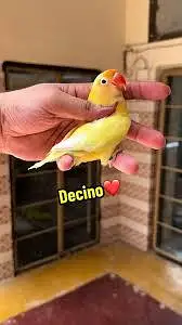9 lovebirds breeder pair with eggs for sell — photo 2