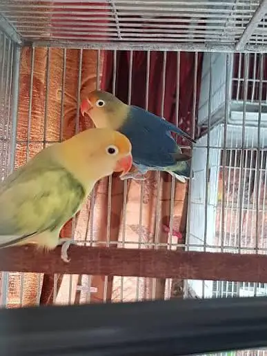 9 lovebirds breeder pair with eggs for sell — photo 4