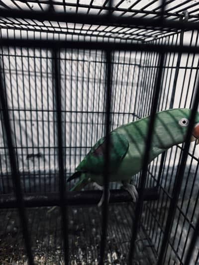 Raw Parrot / Alexander