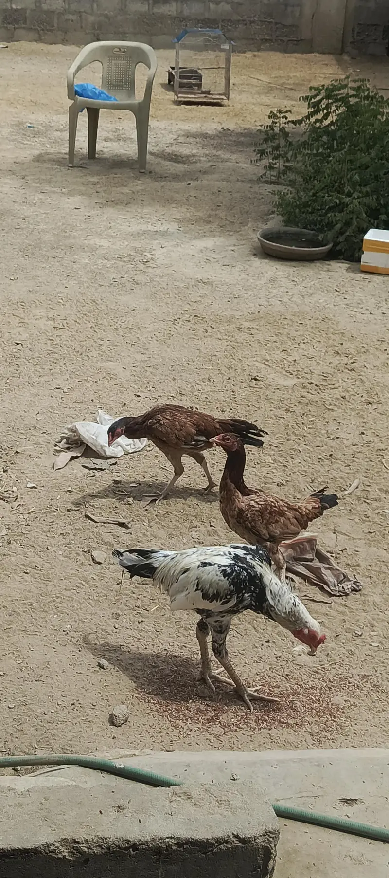2 male and 2 female murgian anday de rhi  hainn — photo 2