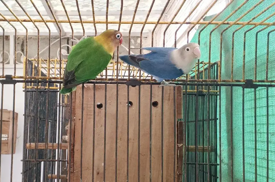 FISHER X BLUE FISHRI BREEDER PAIR — photo 2