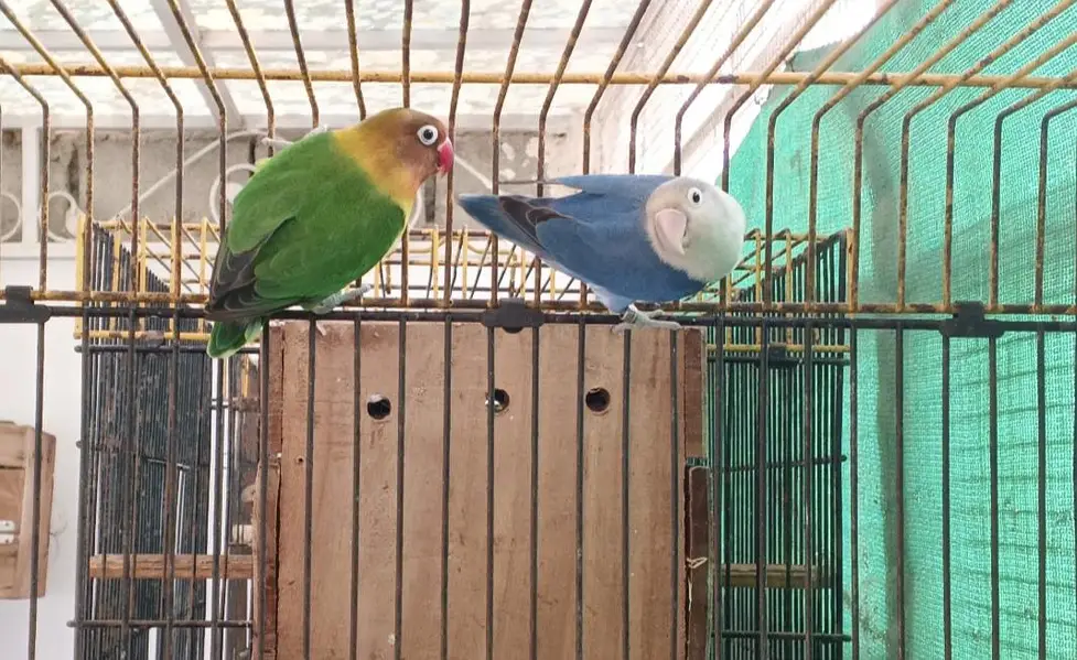 FISHER X BLUE FISHRI BREEDER PAIR — photo 3