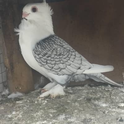 Sentient breeder pair or Pouter pigeon for sale