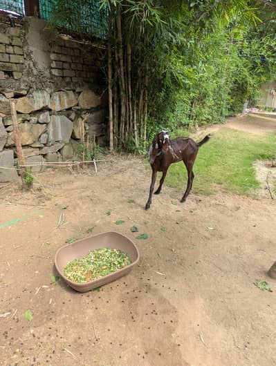2 female goats for sale in f10
