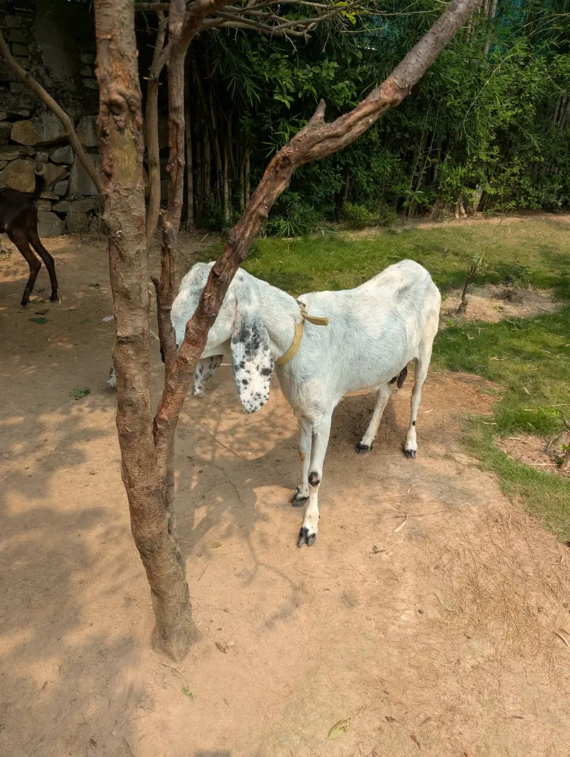2 female goats for sale in f10 — photo 2