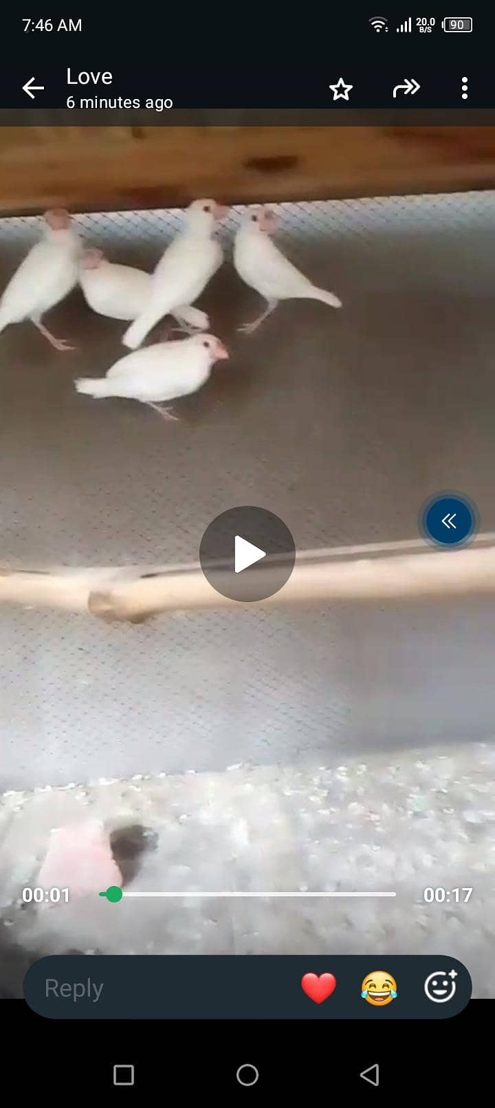 Albino java (red eyes) 0