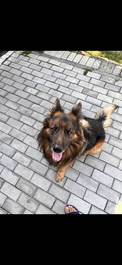 German shepherd