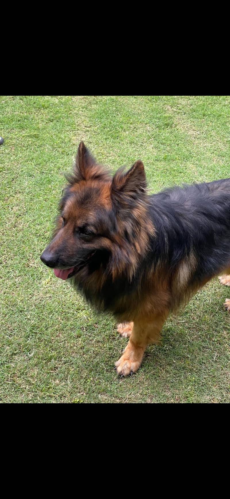 German shepherd 1
